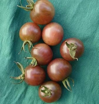 Dark Grey Tomato Solanum lycopersicum for planting in urban garden